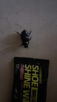 Product Review of BELI 1 GRATIS 1 Tissue Basah Pembersih Sepatu - Tersedia dalam 80, 30, 12, dan 1 Lembar! Shoe from L**i 3
