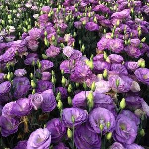 300 Semillas de Eustoma Colores Mixtos Planta Ornamental Ideal para Macetas de Balcón y Salón Fácil de Cultivar Resistente y Duradera