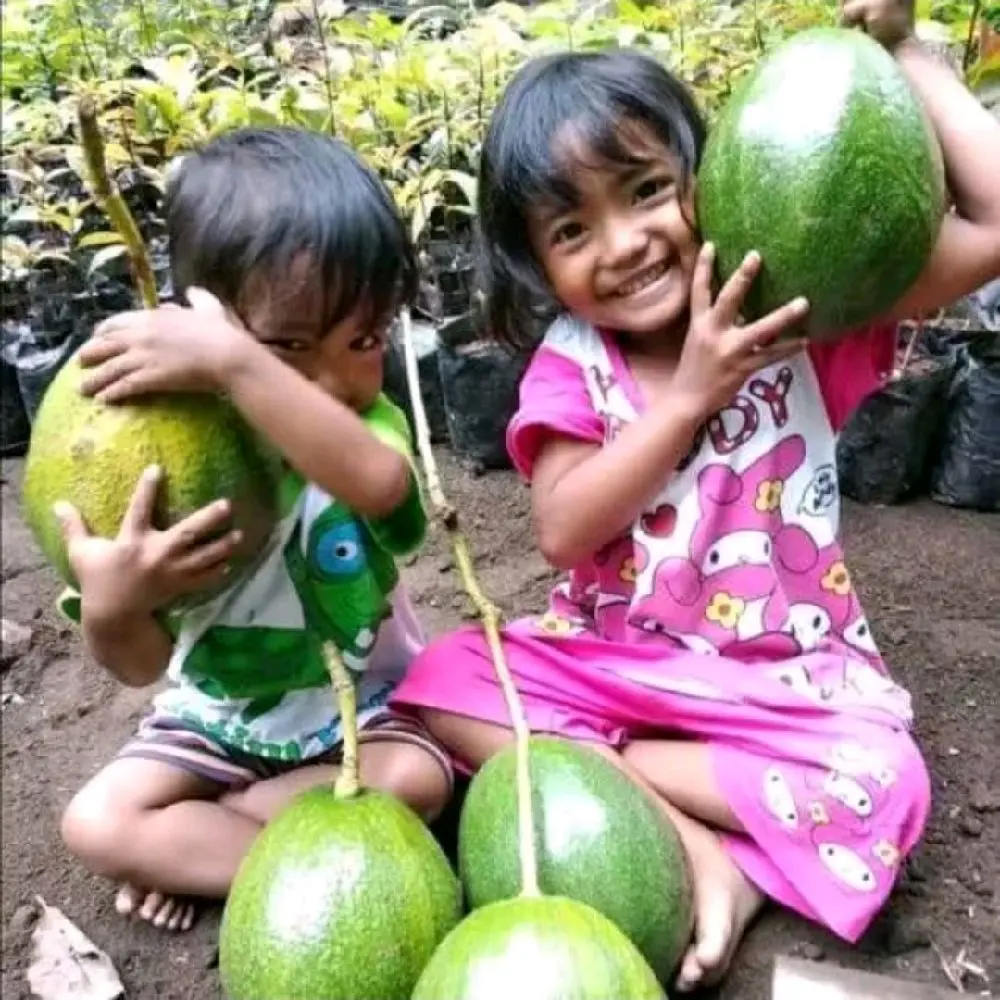 BENIH ALPUKAT SIAP BERBUAH