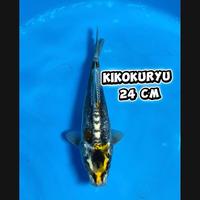 Gambar ikan koi Blitar/kikokryu02/cemanifarm dari cemani farm koi Kota Administrasi Jakarta Selatan 1 Tokopedia