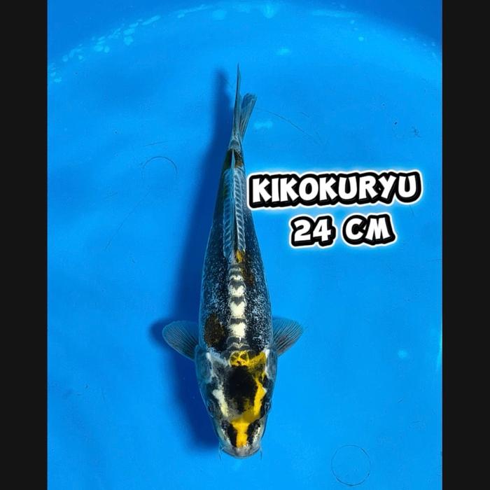 Gambar ikan koi Blitar/kikokryu02/cemanifarm dari cemani farm koi Kota Administrasi Jakarta Selatan Tokopedia