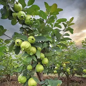 Bibit jambu kristal non biji