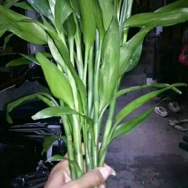 Artificial Tanaman Hias Bambu Hoki Sri Rejeki 3