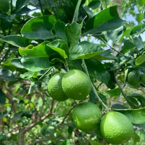 Jeruk Nipis Segar Fresh 500g Kualitas Premium Dipetik Ketika Dipesan Sangat Segar Cocok Untuk Berbagai Kebutuhan