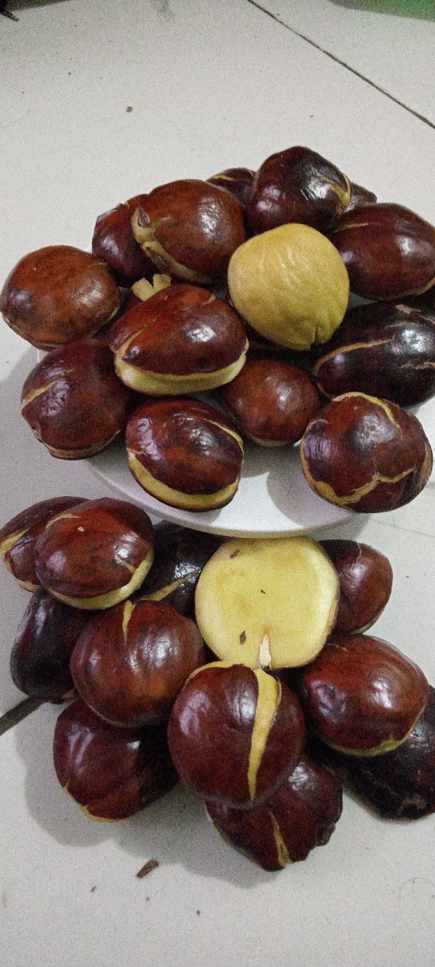 jengkol tua / sepi ,ukuran kecil/ abres sudah full sortir