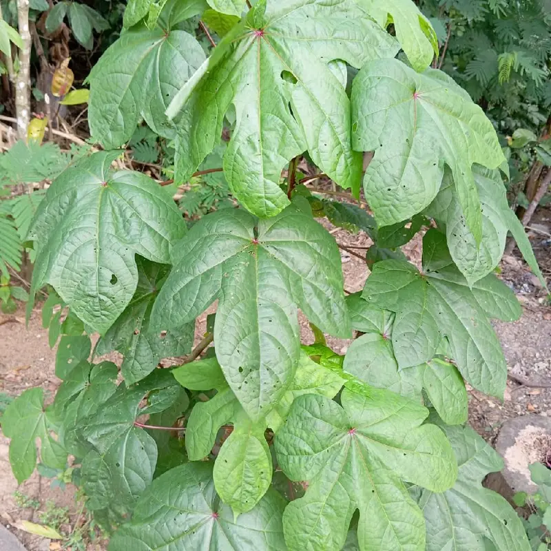 Bibit Singkong Papua Daun Lebar 1kg Isi 25-30 4