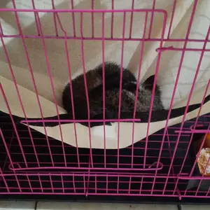 Hammock Kucing Kitten Ayunan Kucing Sugar Glider Marmut Burung Ayunan Gantung Hewan Hamster