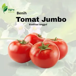 50 biji benih tomat jumbo