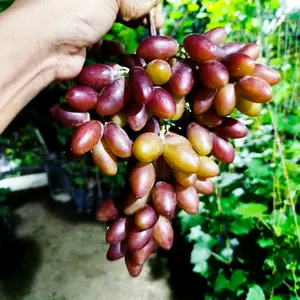 benih bibit anggur zuraflonok