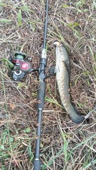 Product Review of SOFT FROG MINI 2CM Umpan Lure from S**R L**G (** 0