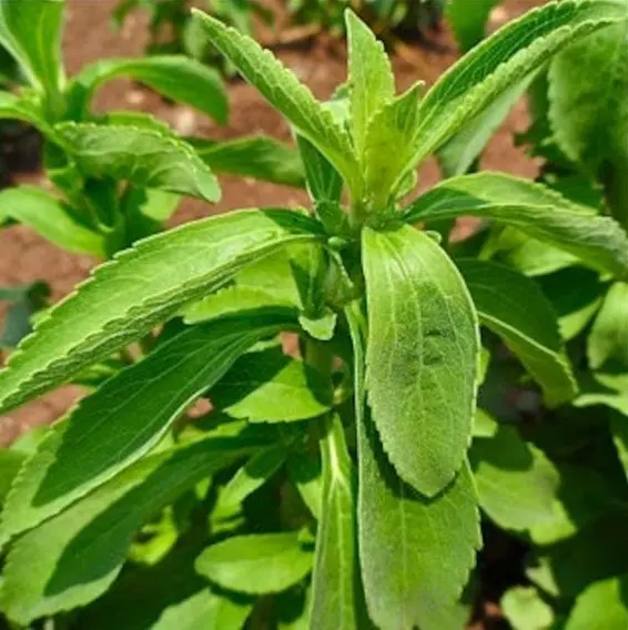 Bibit Benih Biji Tanaman Herb Daun Manis Stevia Rebaudiana Sugar Leaf 3