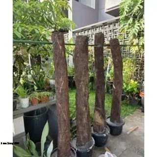 batang pakis pul akar 150Cm diameter besar