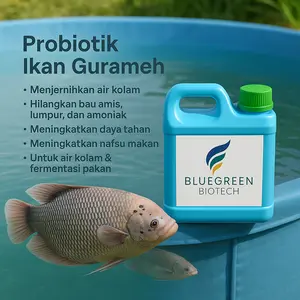 Budidaya Ikan Gurame dalam ember Budikdamber