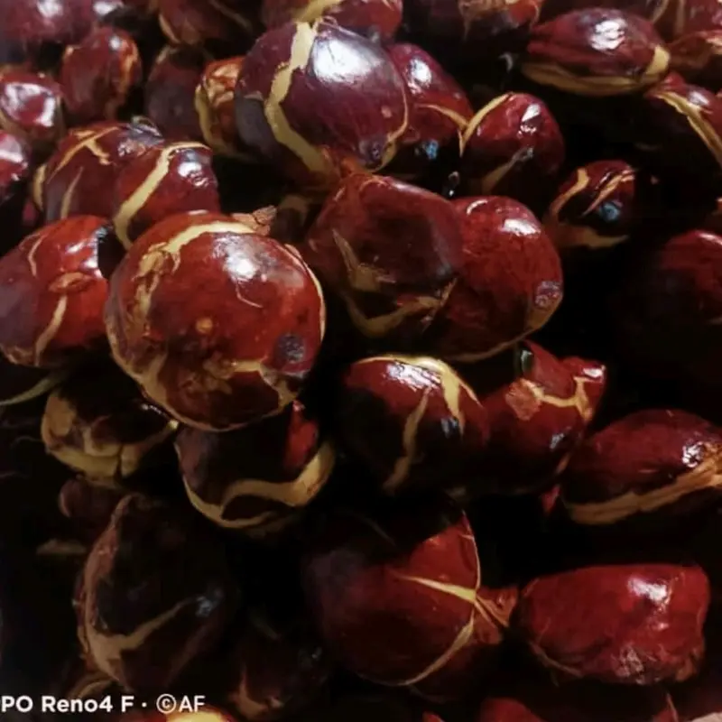 Timbangan isi jengkol 1kg segar dan fres Masakan Makanan Kering Kitchenware buah kering asam potong medan Snack Food 8