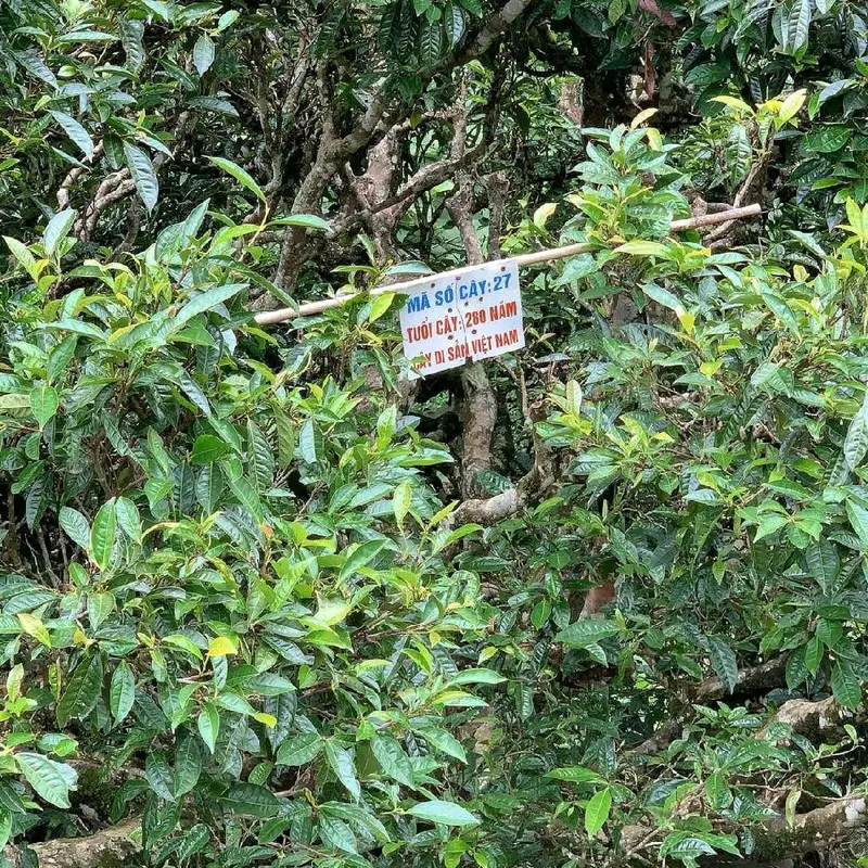 Trà : chảo gang :500g thơm ngon đậm đà (600k) trà ngon. 5
