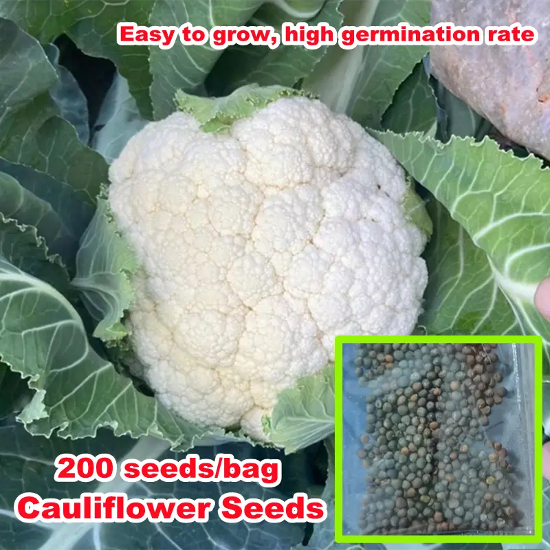 Singapore Ready Stock Cauliflower Seeds for Planting (200pcs/bag) Good Quality Vegetable Seeds Green Healthy Vegetable Plants Seeds High Germination Rate Gardening Seeds Flower Garden Decoration Items Real Live Plants Potted Plants for Sale Easy To Grow