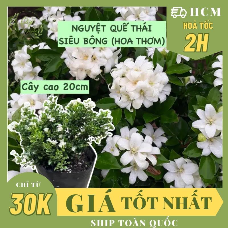  CÂY HOA NGUYỆT QUẾ THÁI SIÊU BÔNG Hoa CỰC THƠM  cao 20cm  Hoa giống cảnh sân vườn ban công dễ trồng GIÁ RẺ 