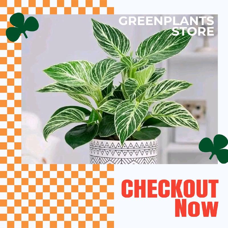 Tanaman Hias Philodendron Birkin - Dekorasi Ruangan Alami - tanaman artificial 0