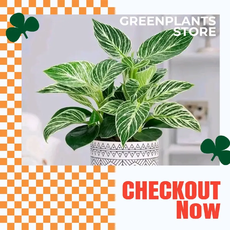 Tanaman Hias Philodendron Birkin - Dekorasi Ruangan Alami - tanaman artificial 0