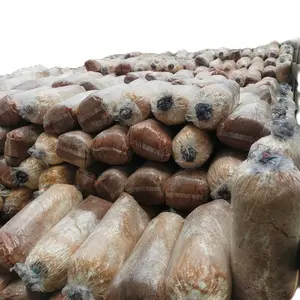 Mycota Baglog Jamur Tiram Mini Kecil Ringan Hasil Melimpah Harga Murah Cocok Untuk Belajar Budidaya Jamur Secara Langsung Dengan Bibit Siap Tumbuh - Coklat, Putih