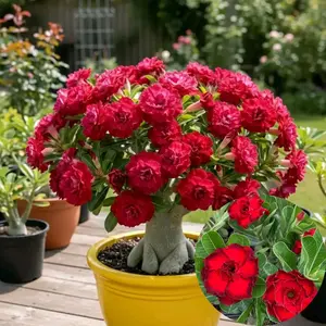 Tanaman Hias | Adenium Kamboja Jepang Bunga Tumpuk Warna Merah Hasil Grafting Cantik Buat Hiasan