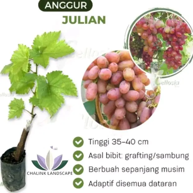 pohon buah anggur lmport okulasi / Grafting ( sambungan )  - tanaman buah anggur - Bibit pohon buah anggur