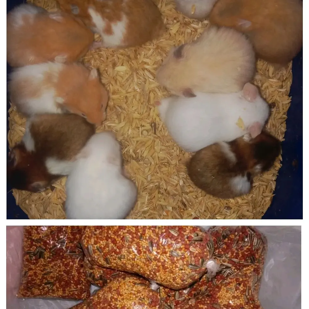 makanan hamster
