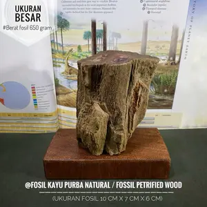 Fosil Kayu Purba Natural C11 atau Fossil Petrified Wood atau Fosil Tumbuhan Jurasic atau Fosil Pohon Purba