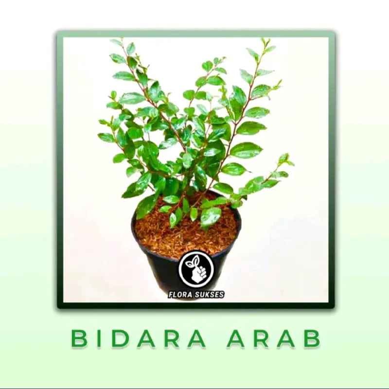 Bidara Arab Asli untuk Kesehatan Anda - Tanaman Plastik - Alami 4