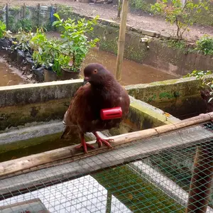 SAWANGAN KALUNG MERPATI HONTANG PLUIT