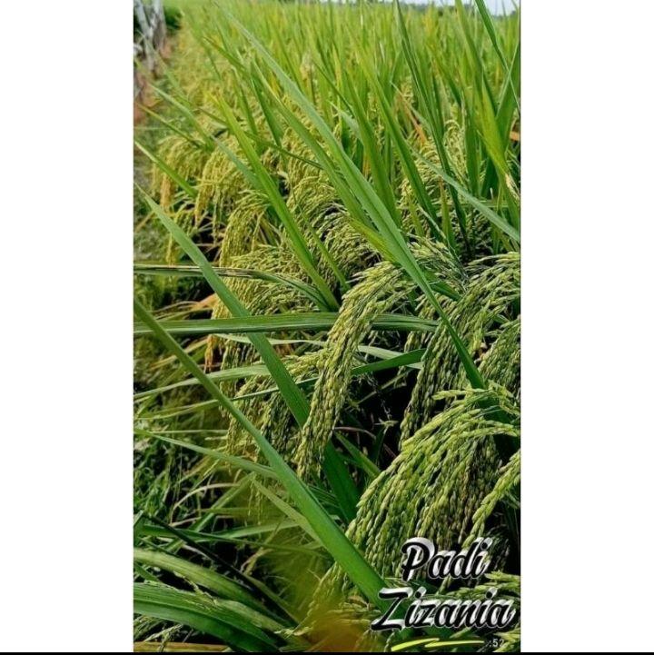 PADI DAN BENIH BENIH PADI ZIZANIA PREMIUM 5kg original produk 3