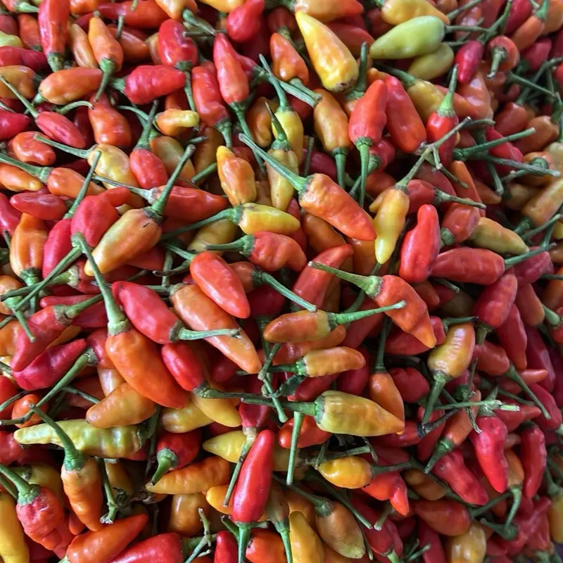 Cabe Rawit kemasan 500gr Pedas 3