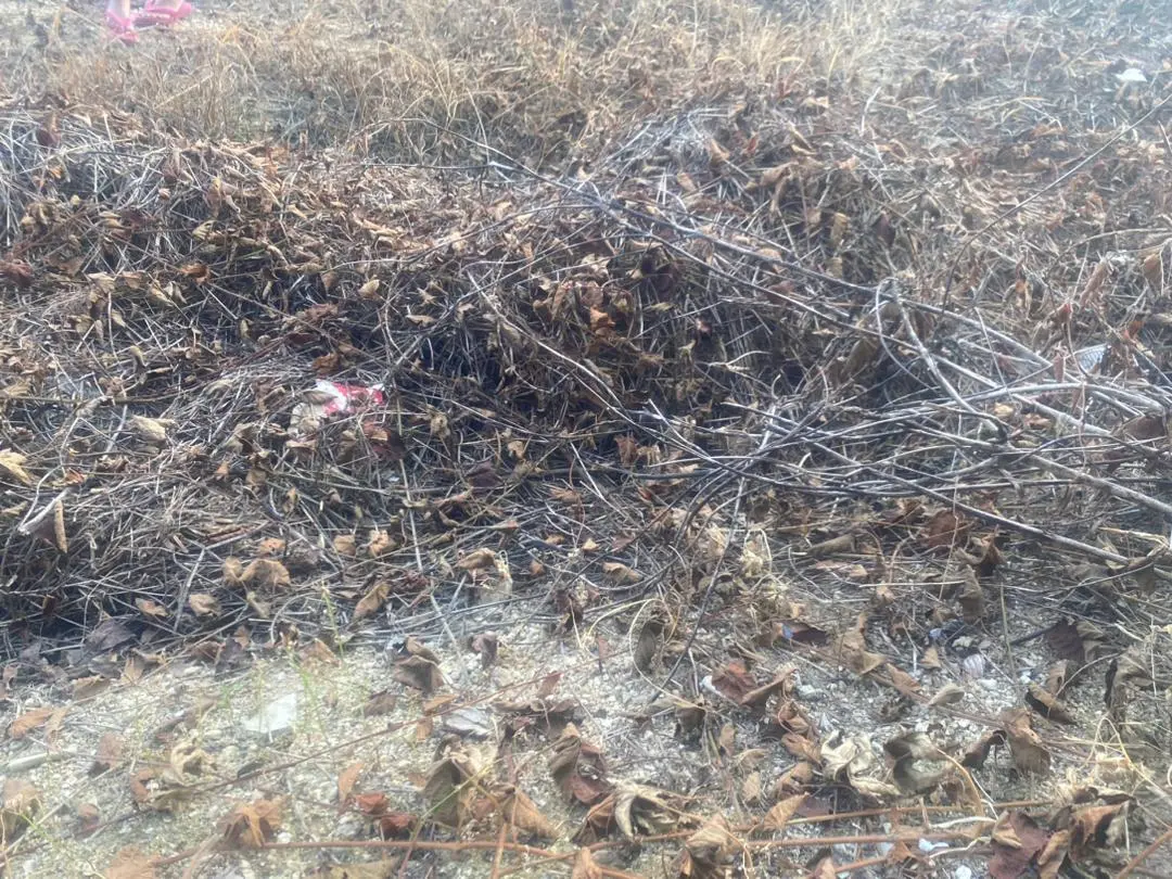 Racun rumput power 30% mesti cuba