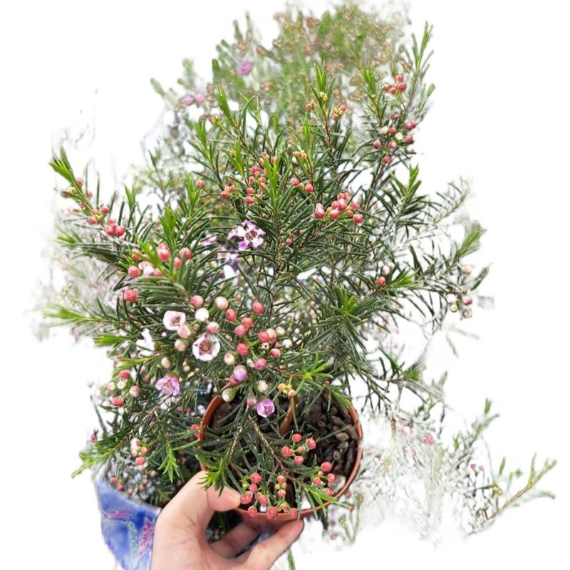 Chamelaucium Wax Flower ต้นแว๊กชมพูม่วง #ดอกไม้แห่งความสำเร็จและรักที่ยาวนาน ดอกซ้อน