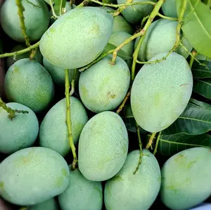 Mangga Muda Asam | Mangga Rujak segar Asam