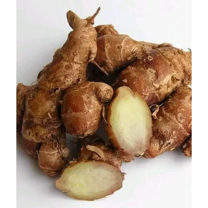 Kencur Lokal Muria Berat Rempah Kencur Asli Muria Berat 1 Kg Herbal
