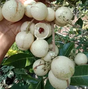 Bibit Kelengkeng Matalada siap berbuah super genjah