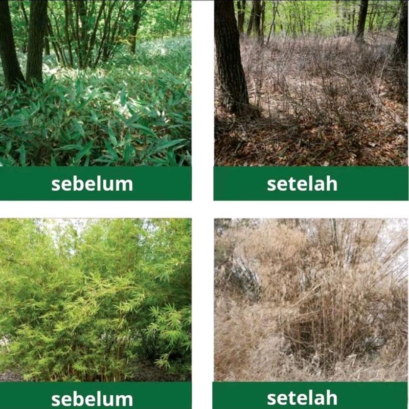 Kill Grass Herbisida Bubuk Pembasmi Gulma Beli 1 gratis 1 2