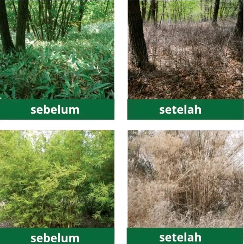 Kill Grass Herbisida Bubuk Pembasmi Gulma Beli 1 gratis 1 2