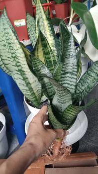 Product Review of pot cramik 12 cm from R**o 0