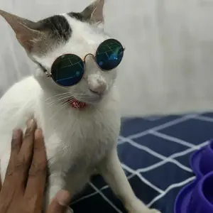 Kacamata Kucing Anjing Peliharaan Pet Dog Fashion Hewan Anti UV Hitam