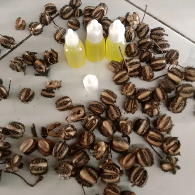 Minyak Buah Kaliki Original Hasil Perasan Dari Buah Kaliki - Minyak untuk aduan muncang/kemiri 0