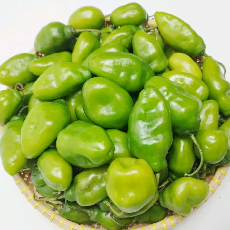 Cabe gendot/cabe kompor 1 kg - cabai segar 0