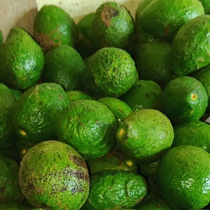 Alpukat  Kualitas A/B berat 1kg -fresh 0