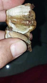 Product Review of PROMO (PAKET 2 Ember) Kurma Al-Kasem from M** m**a 2