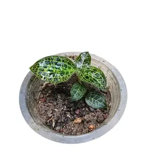 tanaman sintetis paludarium jawel orchid macodes rumput