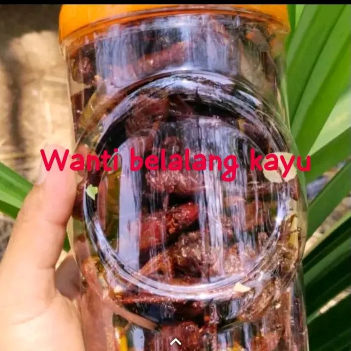 Belalang BESAR/KAYU kemasan toples sones di jamin renyah gurihh.halall 0