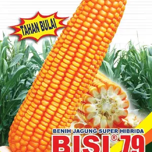 Benih Jagung Hibrida Bisi 79 Unggul 1kg - Tahan Kekeringan dan Tahan Rebah