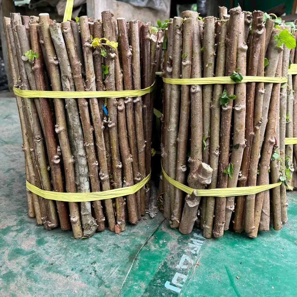 BIBIT TANAMAN SINGKONG PAPUA MUDA SUPER PER 10 BATANG