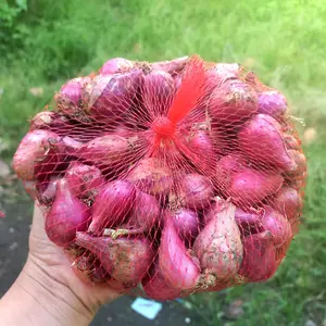 BAWANG NGANJUK UK CAMPUR KONDISI KERING